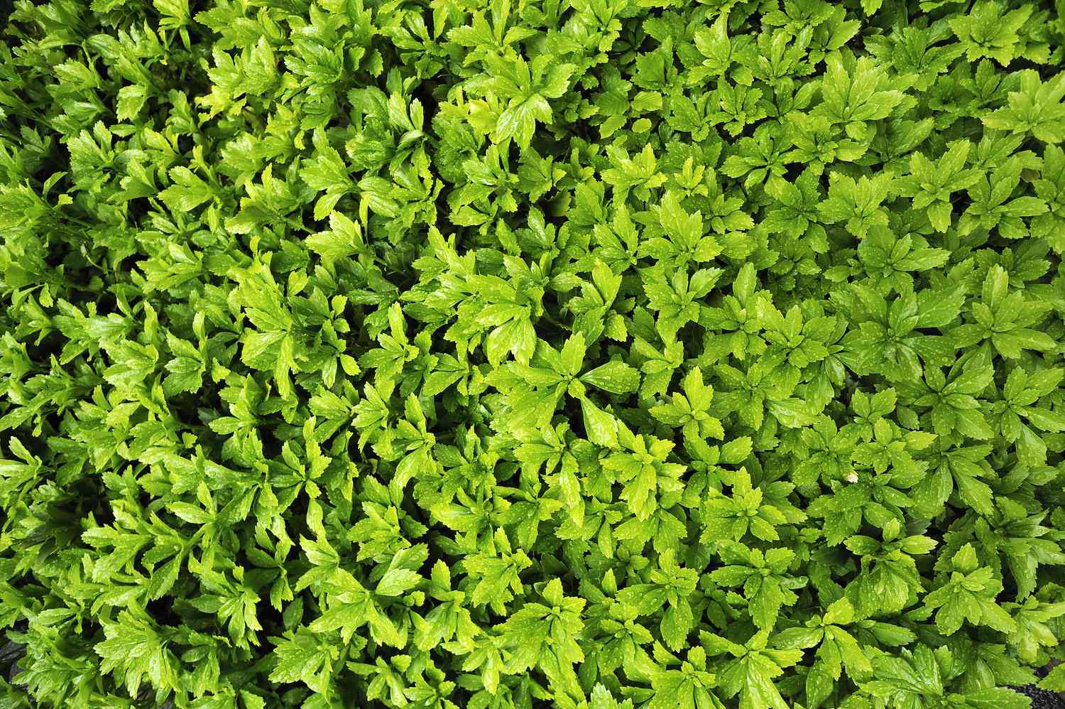 What Is The Most Deer-Resistant Ground Cover?