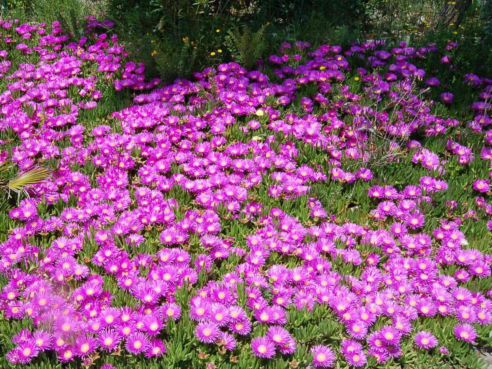 What Is The Purple Ground Cover Called