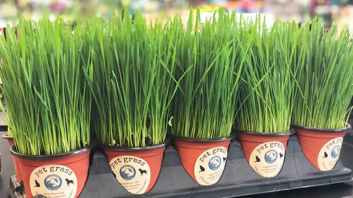 What Is Wheatgrass And Pet Grass