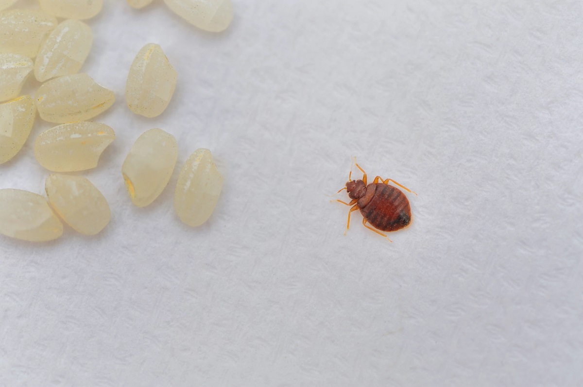 What Kills Bed Bugs And Their Eggs