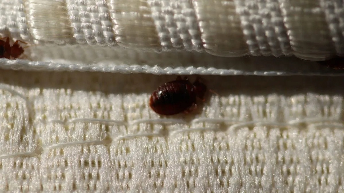 What Kills Bed Bugs Permanently
