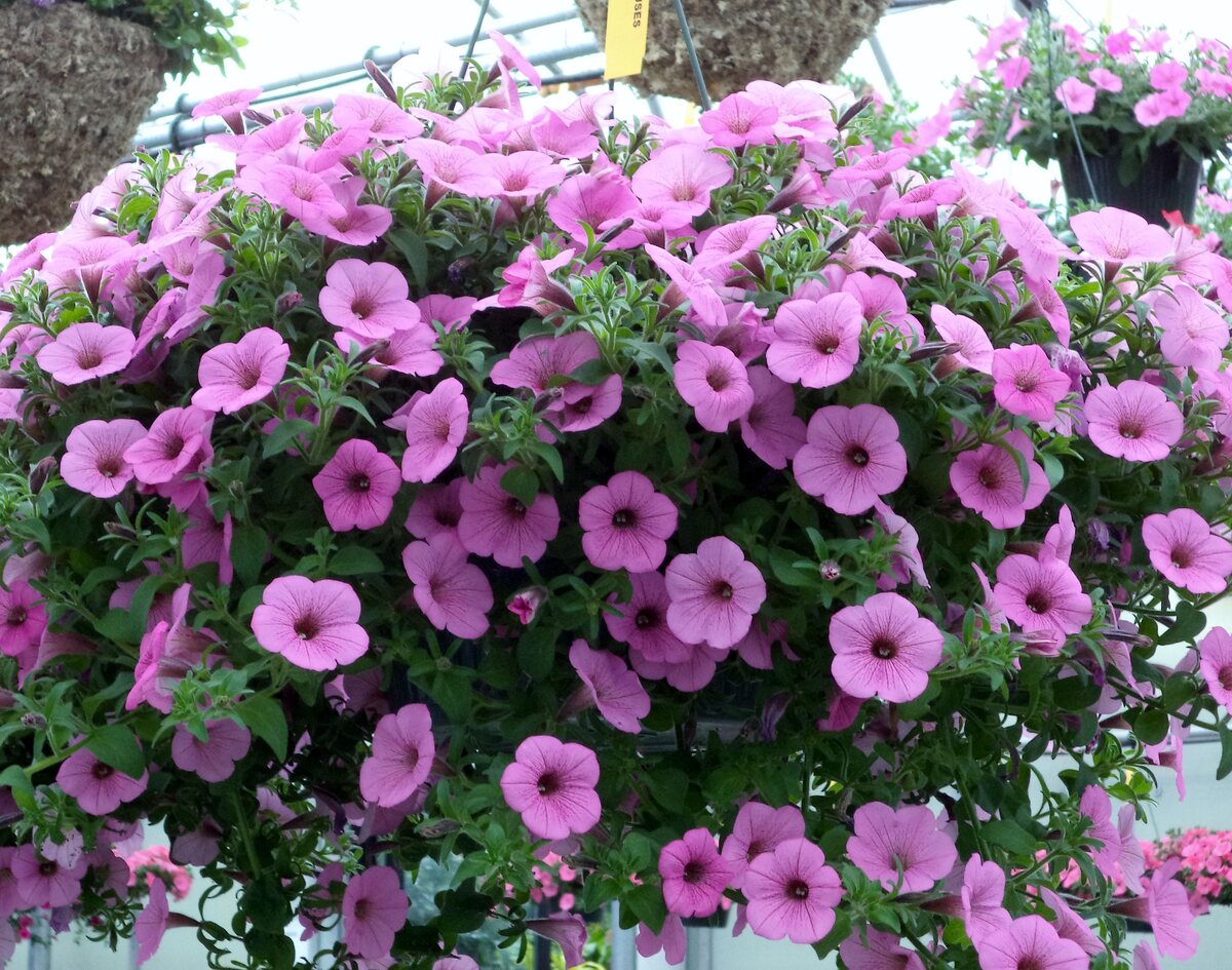 What Petunias Are Best For Hanging Baskets