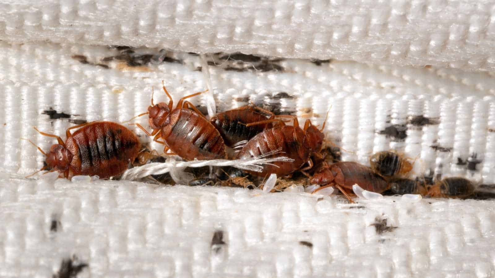 do bed bugs travel from one apartment to another