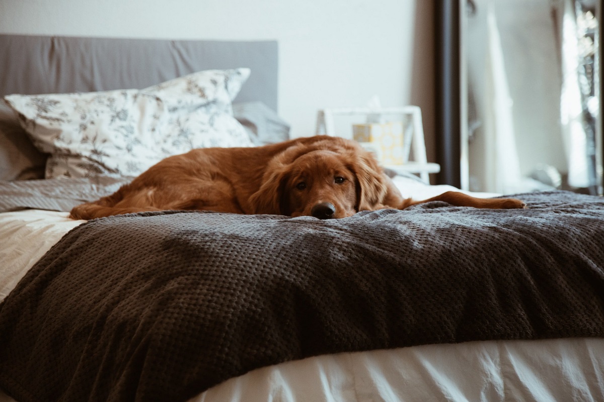 What To Do With Pets During Bed Bug Treatment