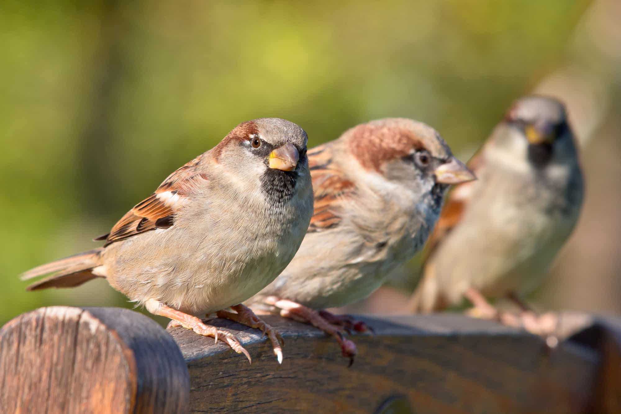 What To Keep Birds Away From A Patio