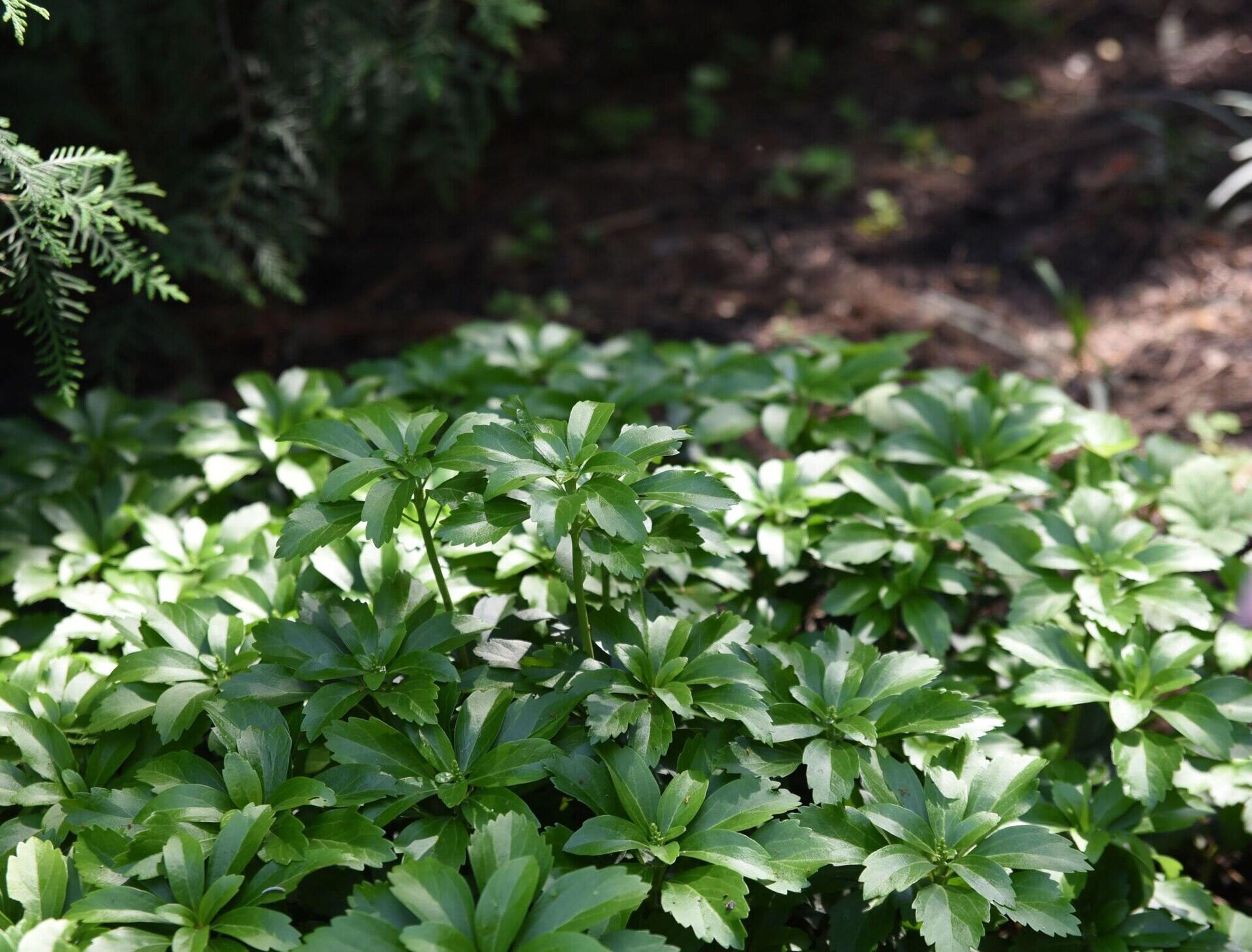 What To Plant Near Evergreen Ground Cover