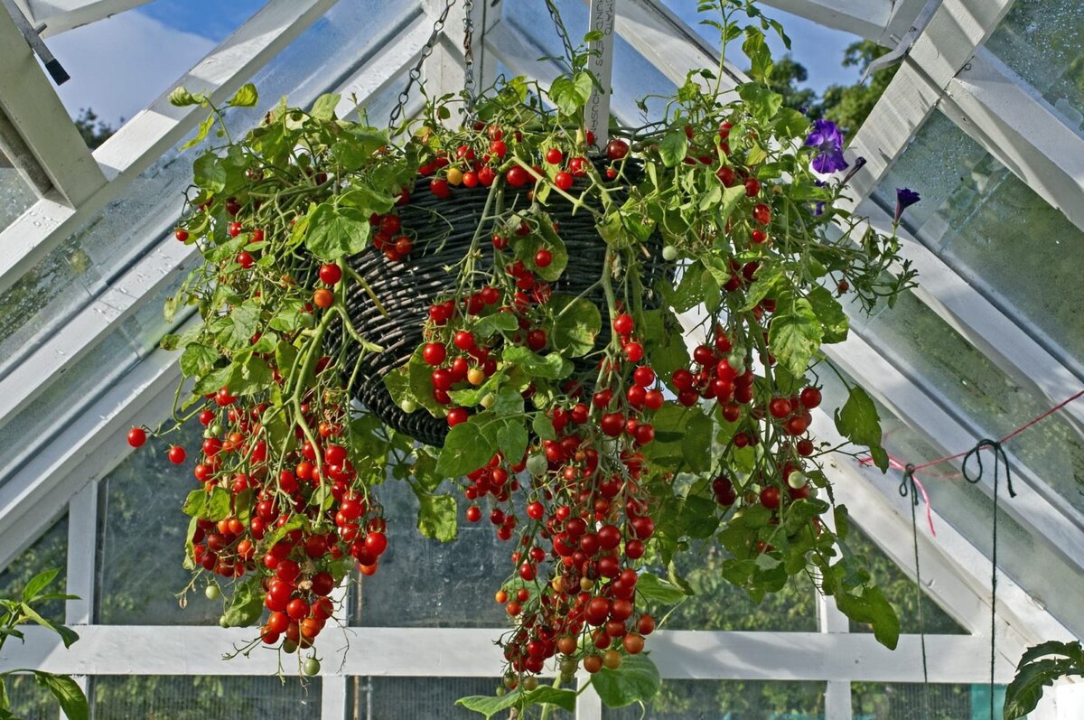 What Vegetables Grow Well In Hanging Baskets