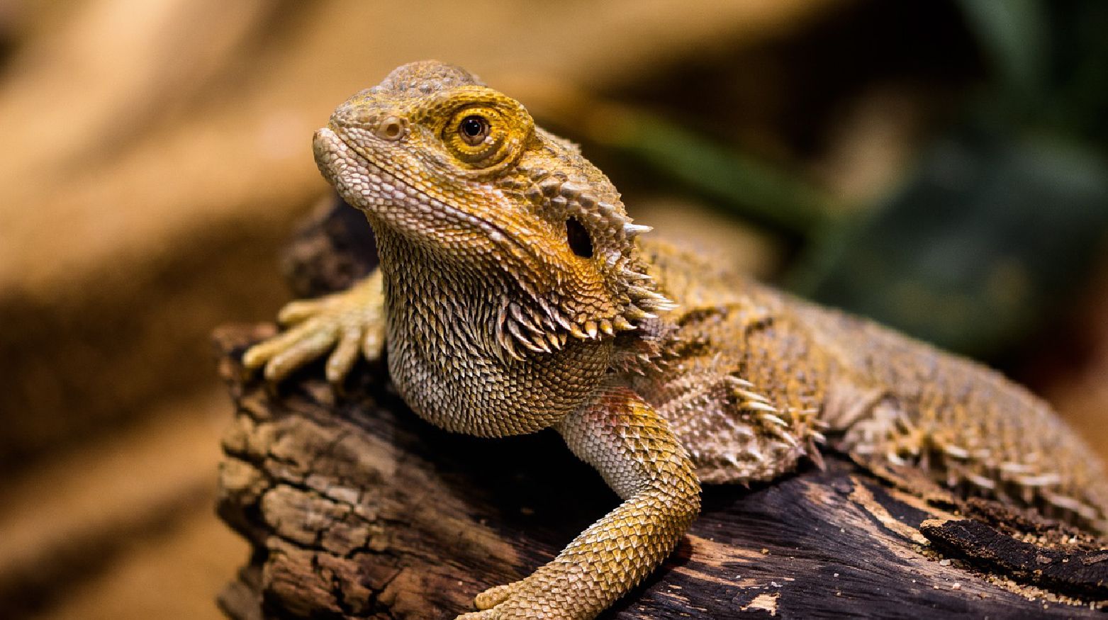 What Wattage Heat Lamp For A Bearded Dragon
