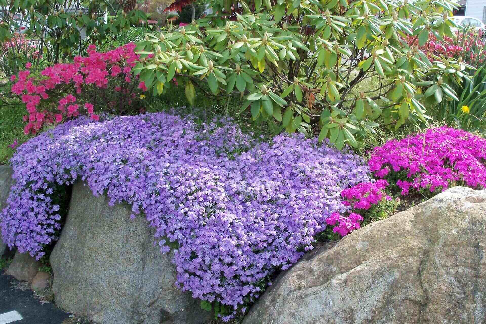 When Do You Plant Phlox Ground Cover