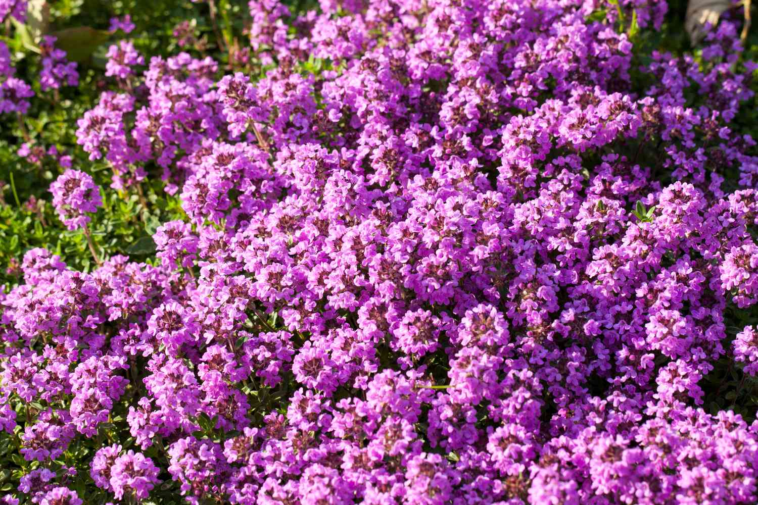 When To Plant Creeping Thyme Ground Cover