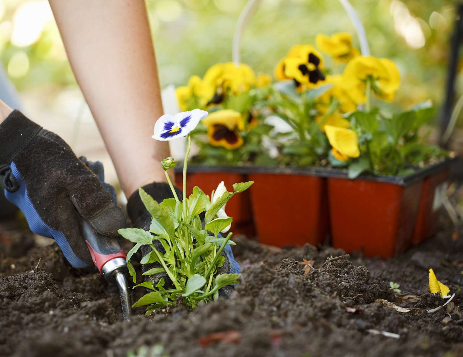 When To Plant Ground Cover Seeds