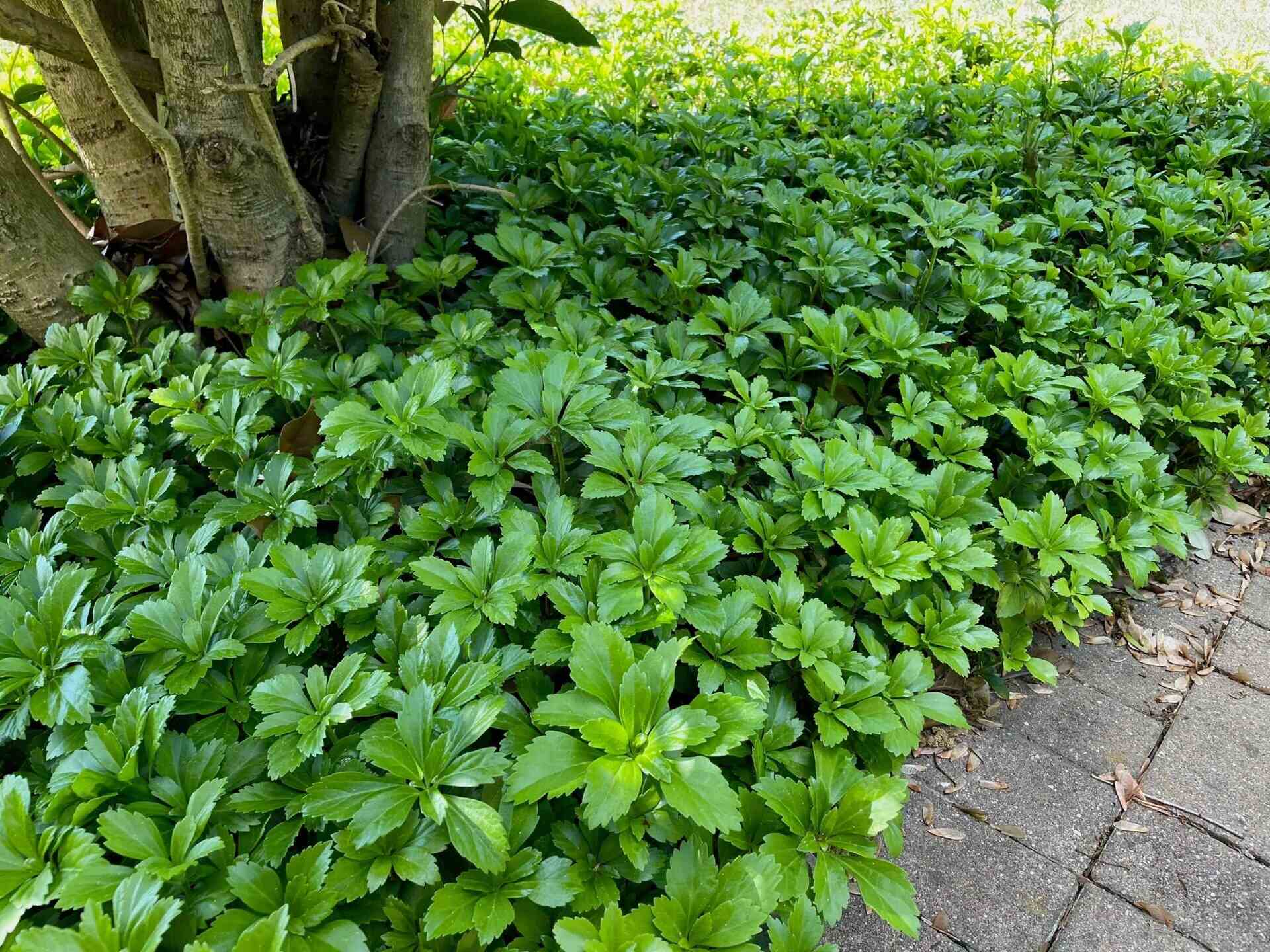 When To Plant Pachysandra Ground Cover
