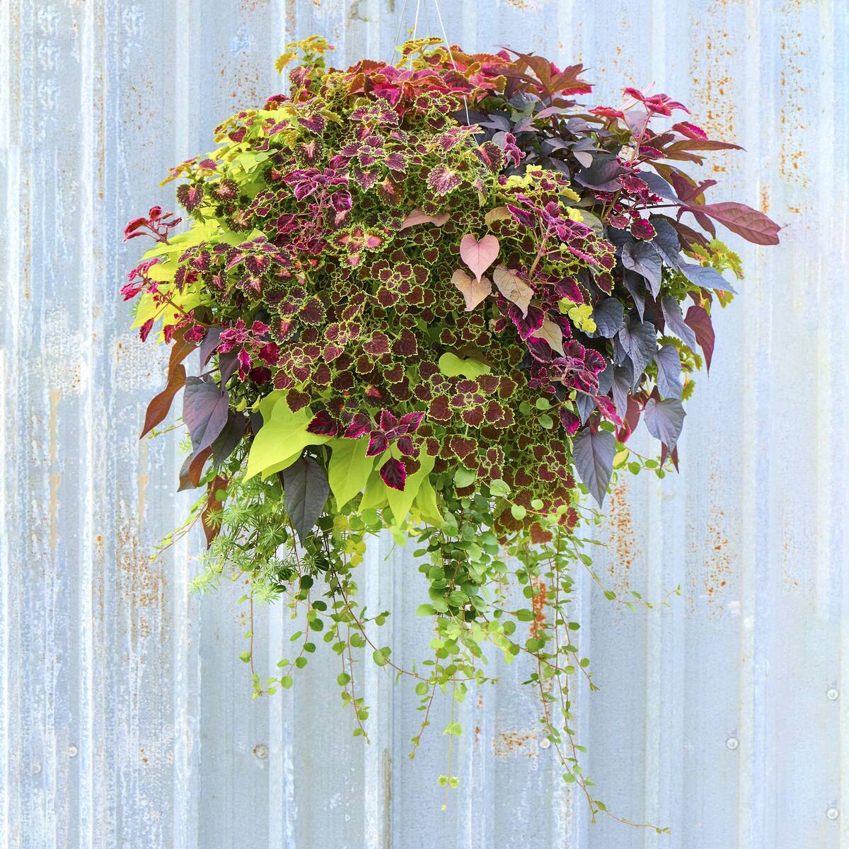 When To Plant Winter Hanging Baskets