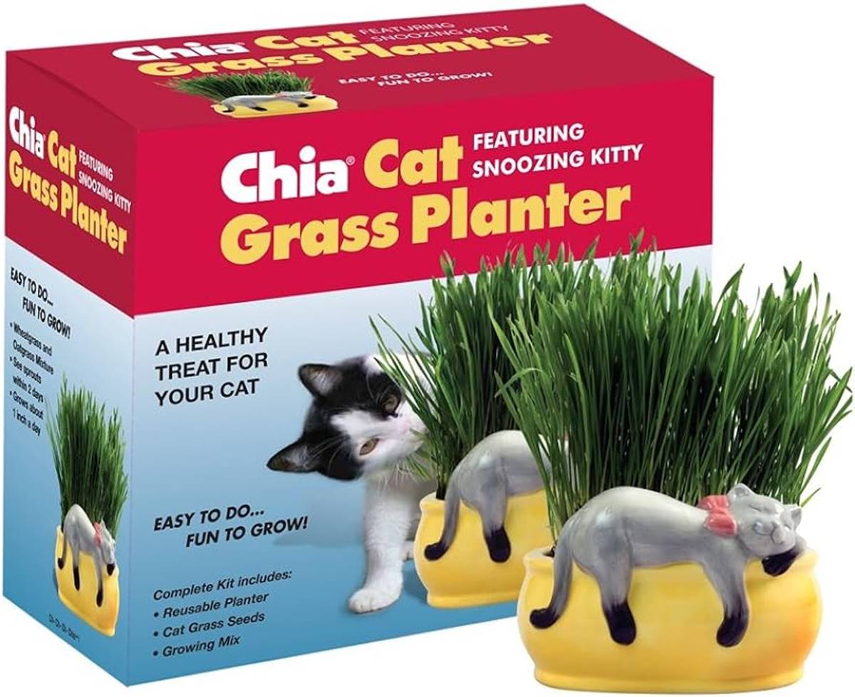 Where To Find Chia Pet Grass