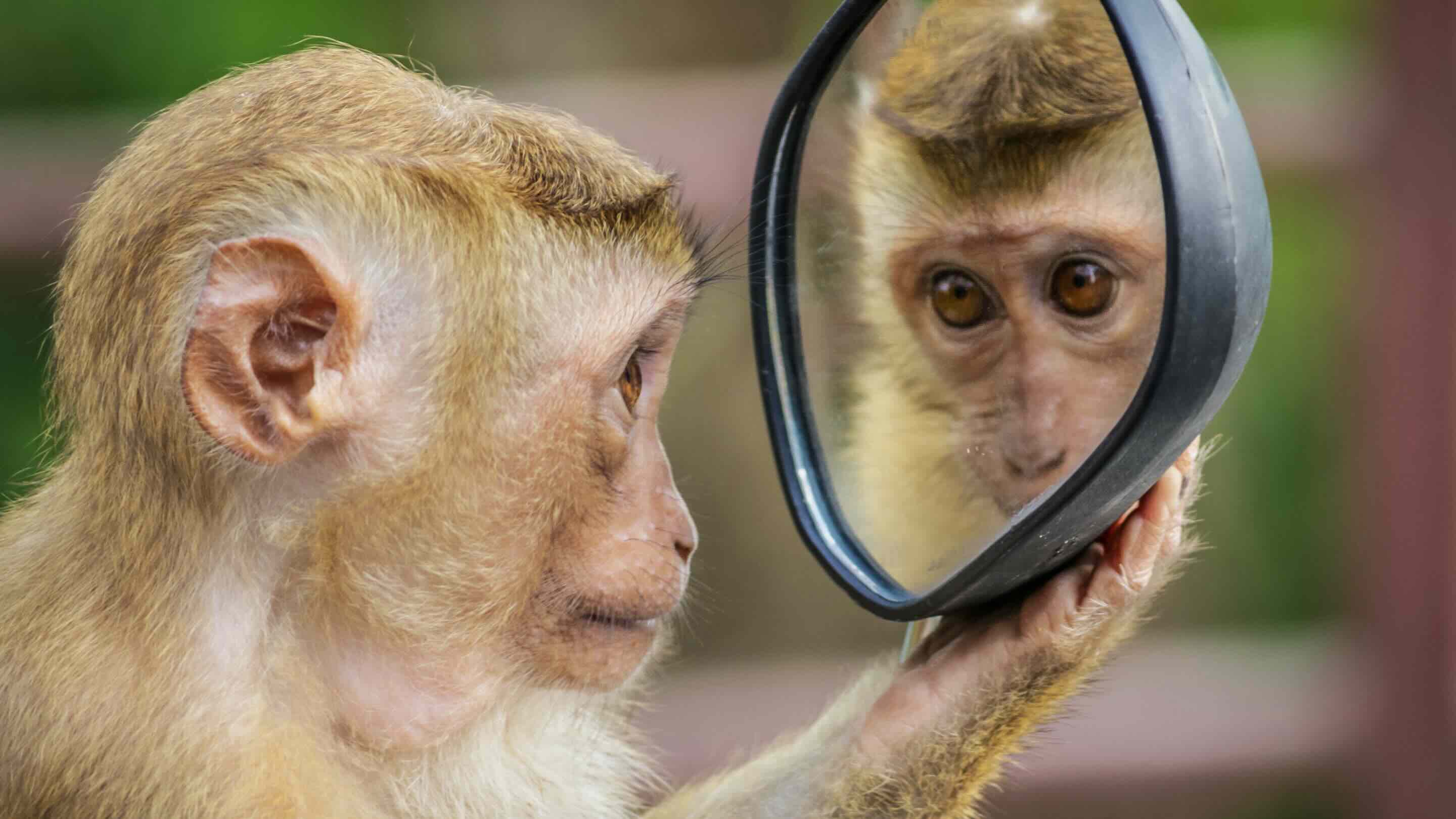 Which Animals Understand Mirrors