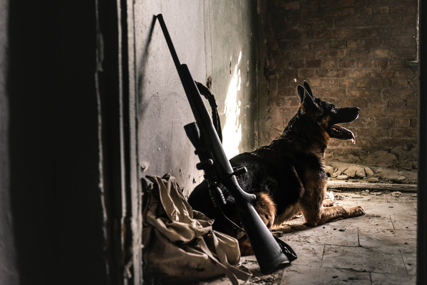 Which Is Better For Home Defense: A Gun Or A German Shepherd