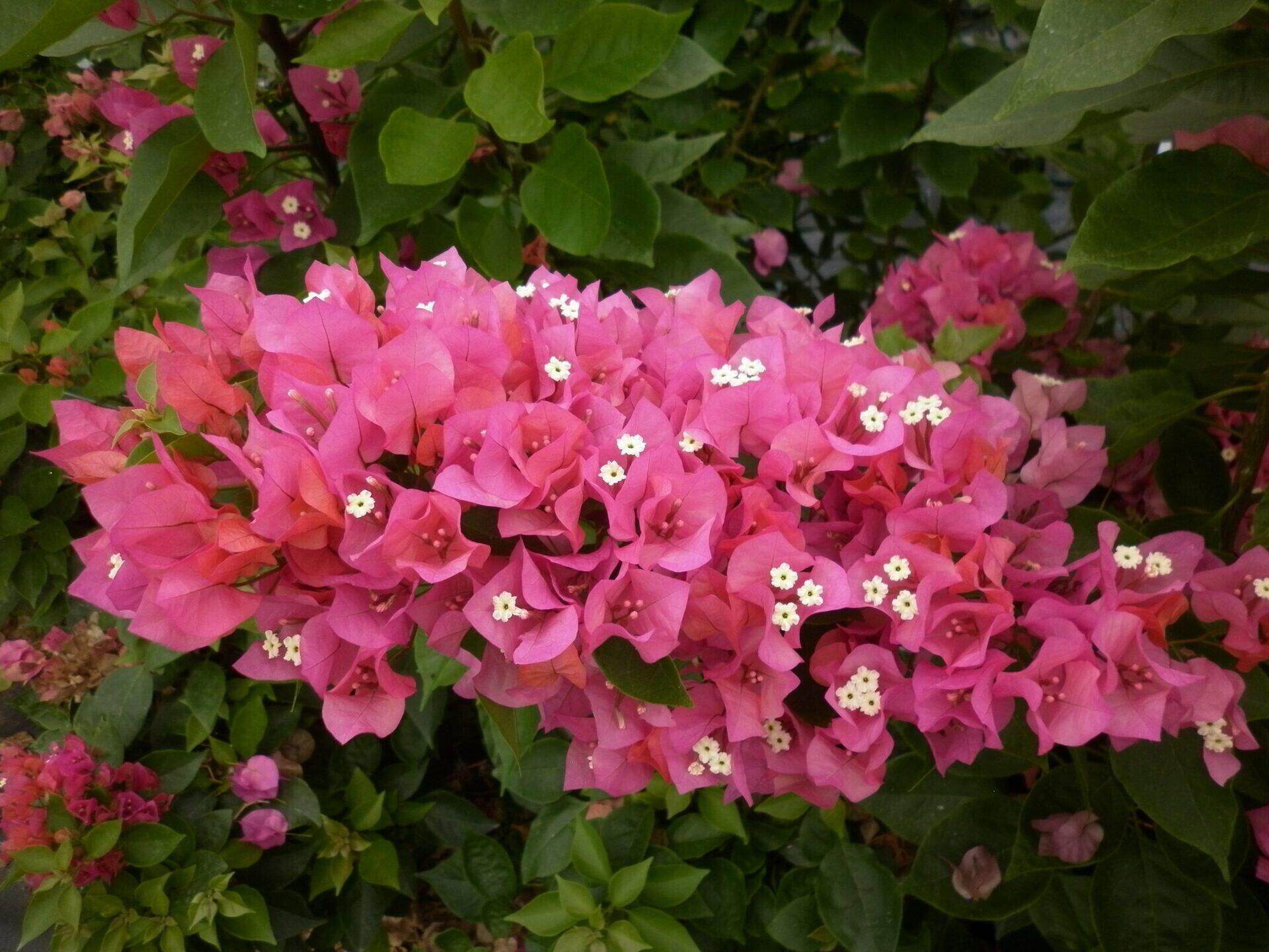 Which Type Of Bougainvillea Are The Best Low Ground Cover And Best Blooming