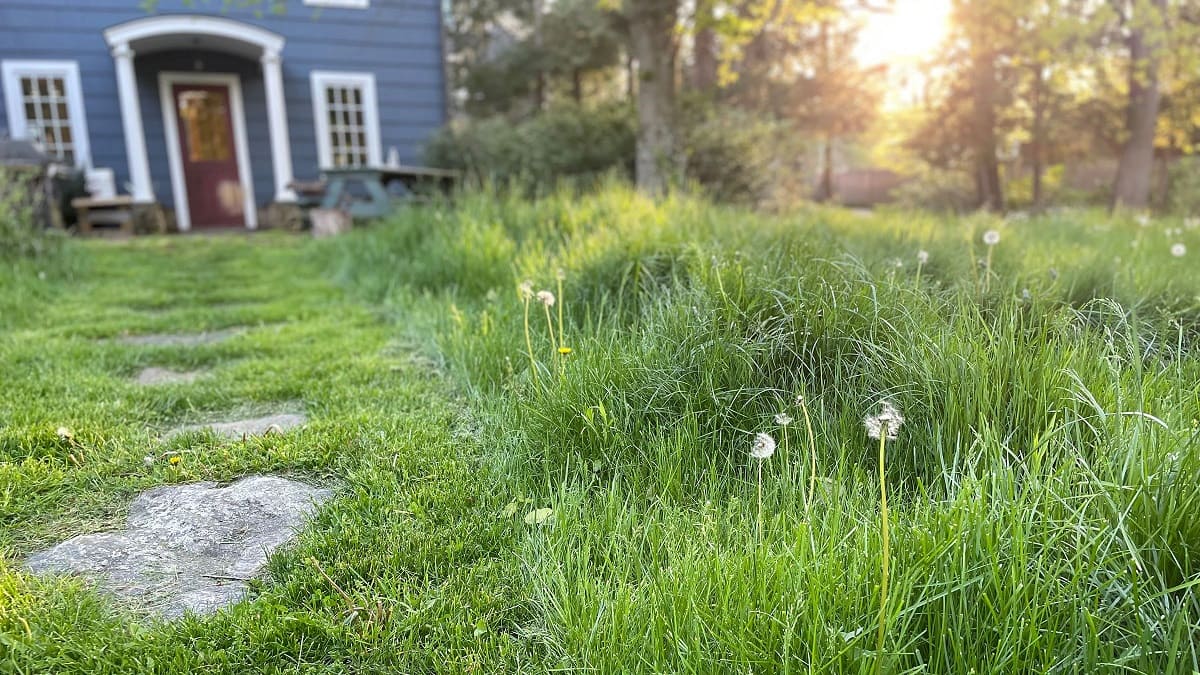 Who To Call About A Neighbor’s Lawn Care In New Orleans