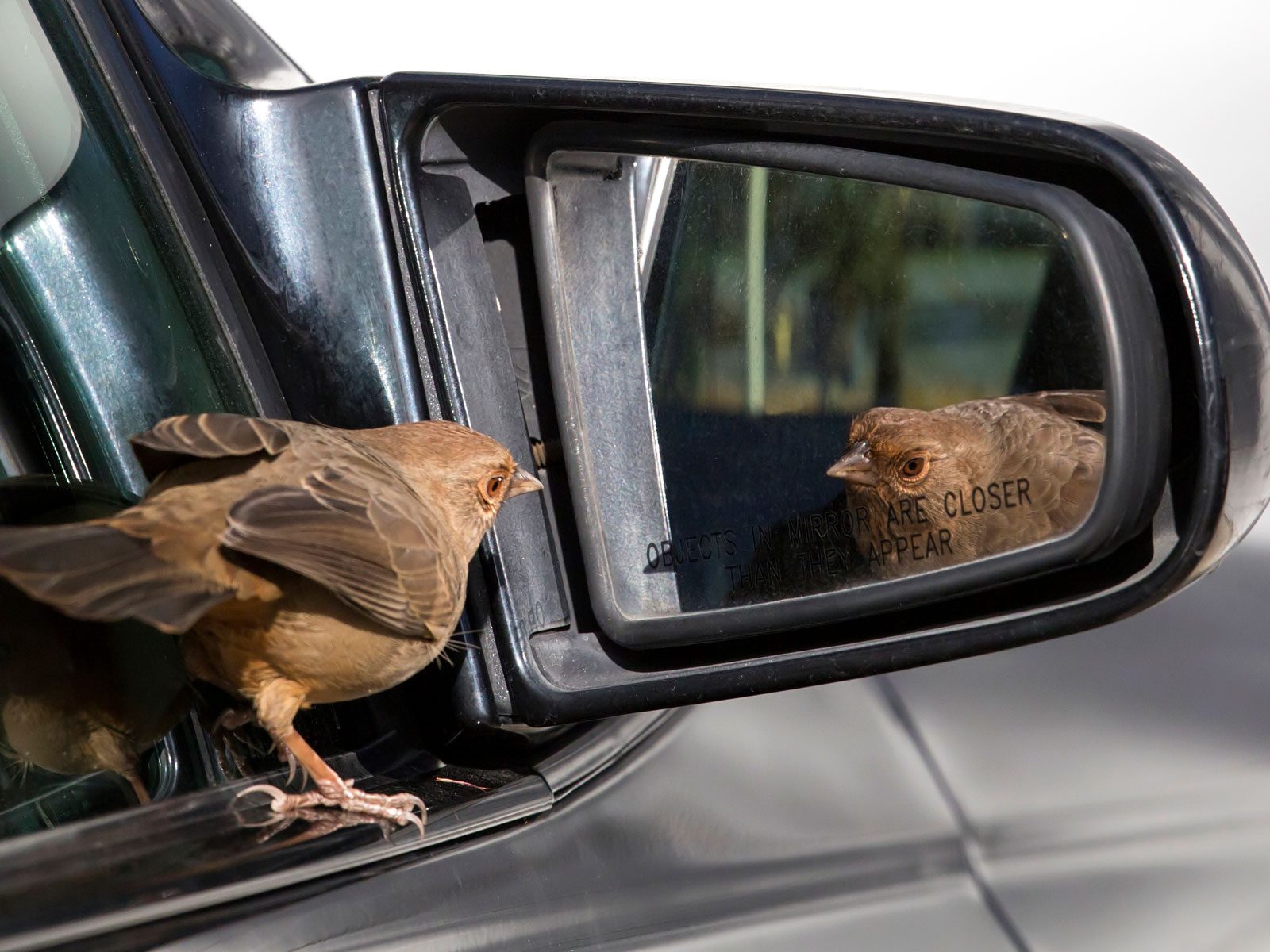 Why Do Birds Attack Car Mirrors