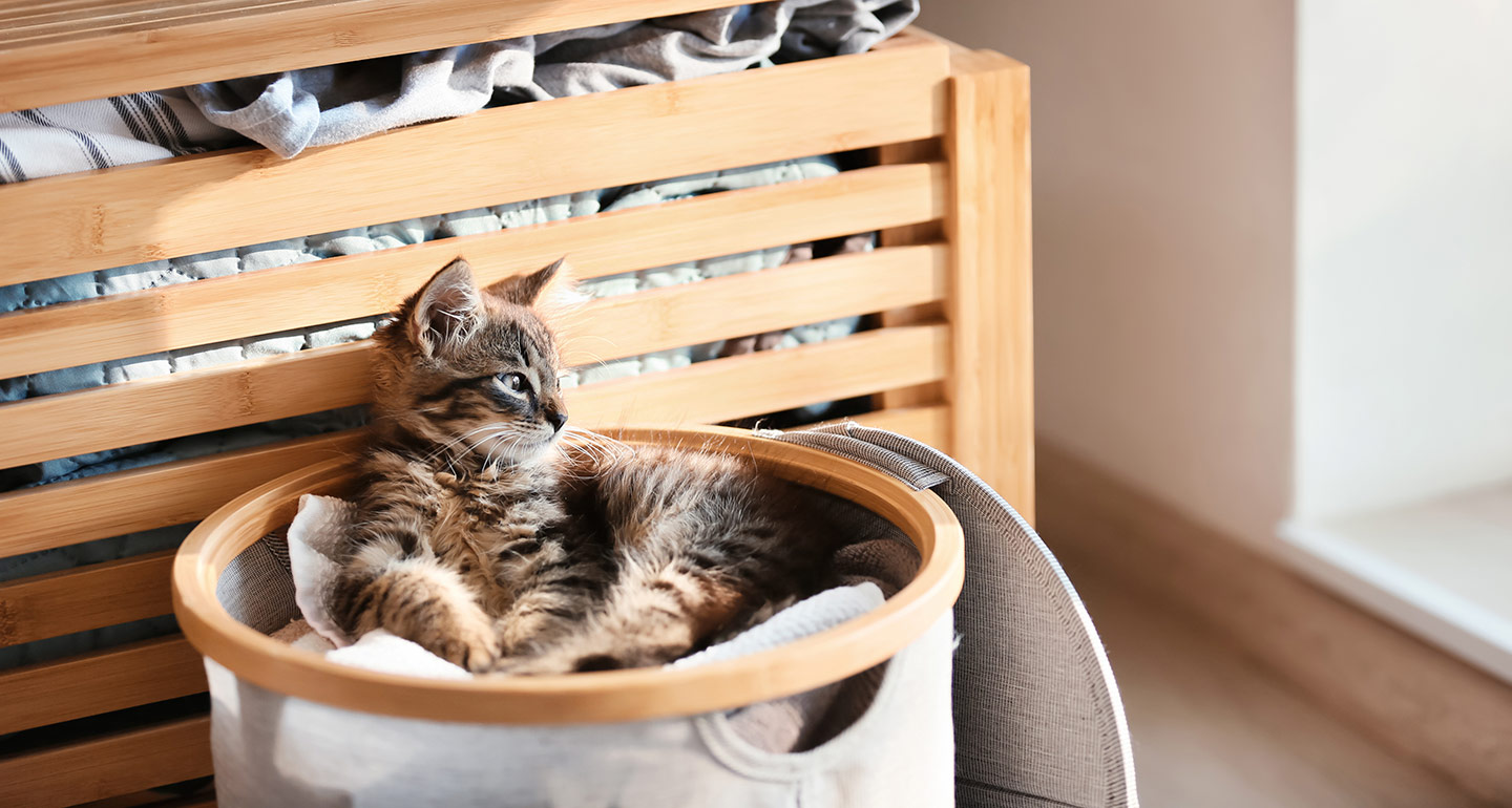 Why Do Cats Like Laundry Baskets