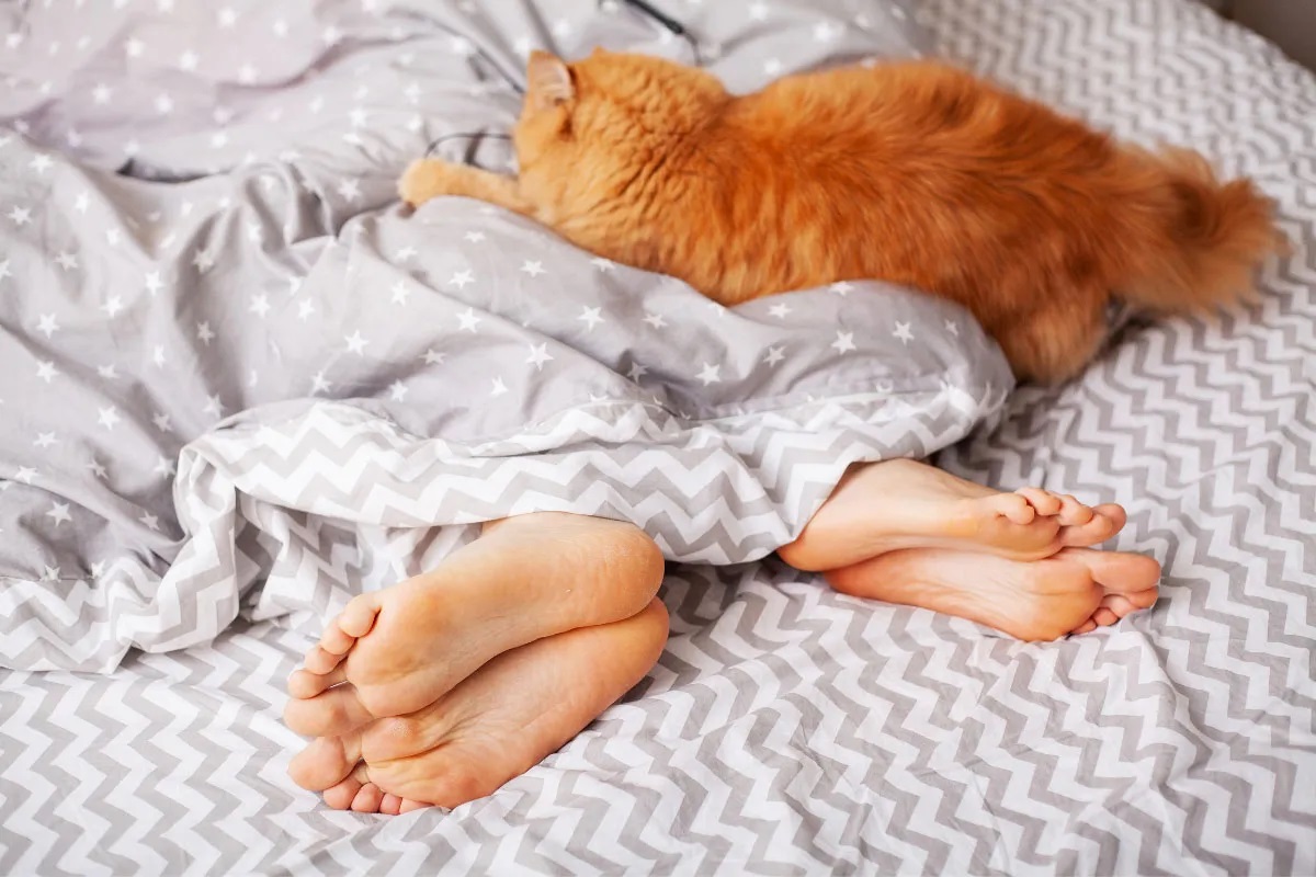 Why Do Cats Sleep At The Foot Of The Bed