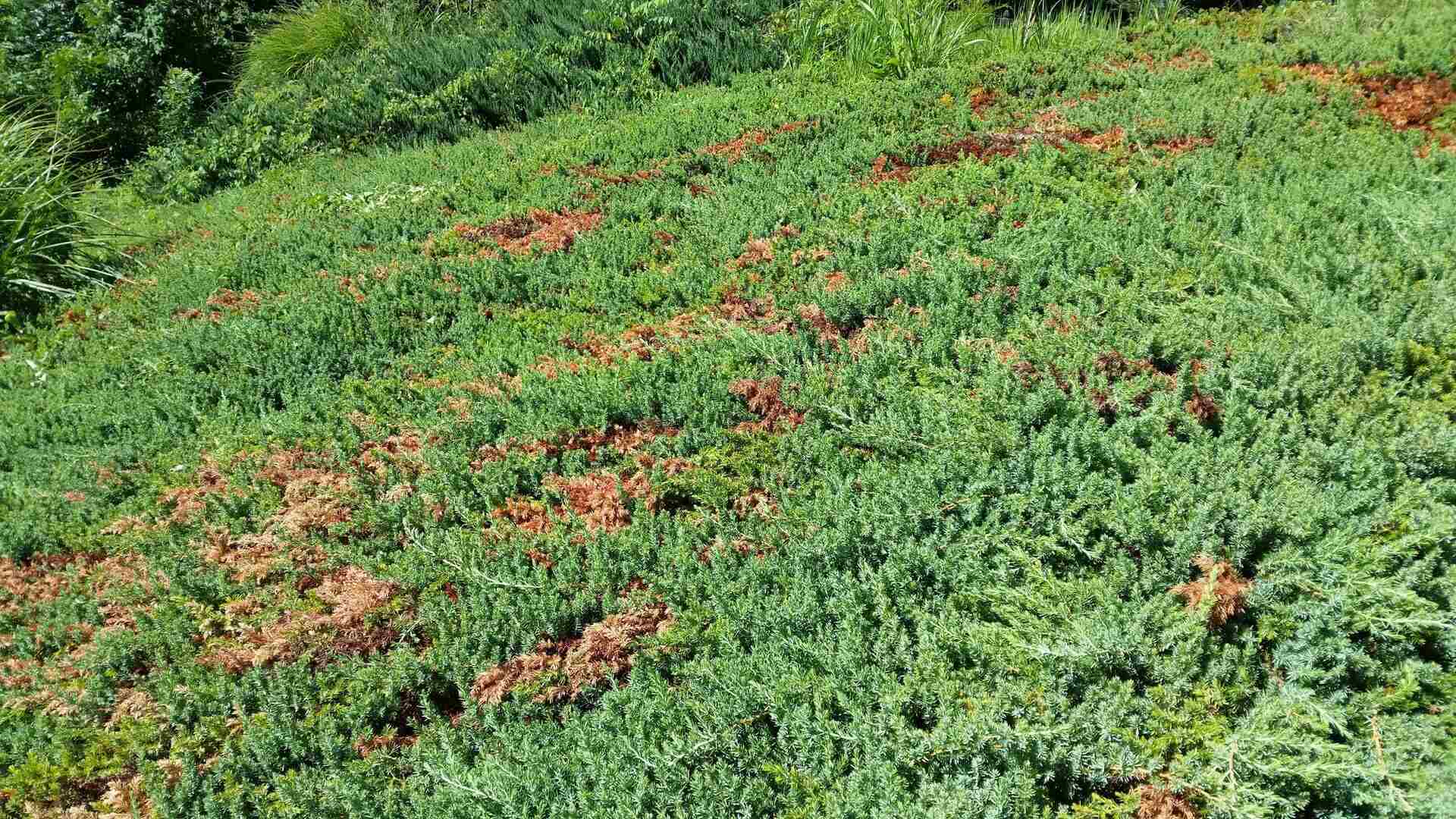 Why Is My Evergreen Ground Cover Turning Brown