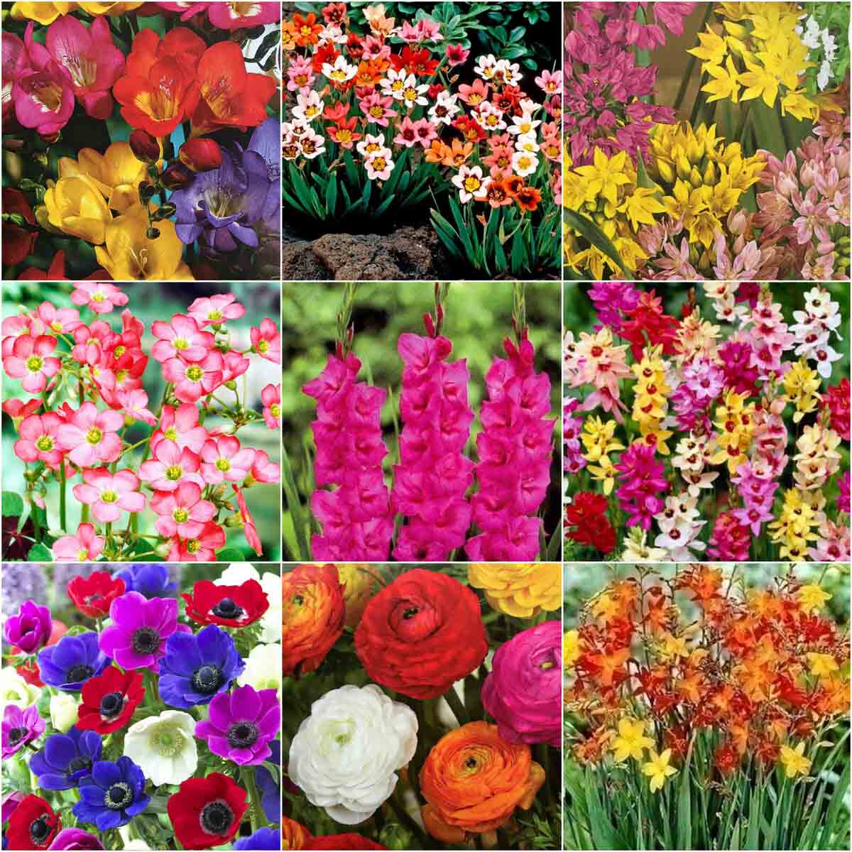 10 Amazing Flower Bulbs Perennial For 2024
