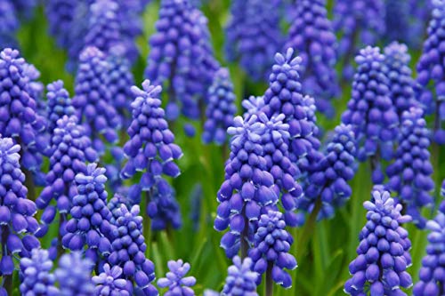 10 Grape Hyacinth Bulbs-muscari Armeniacum- Beautiful Spring Blooms