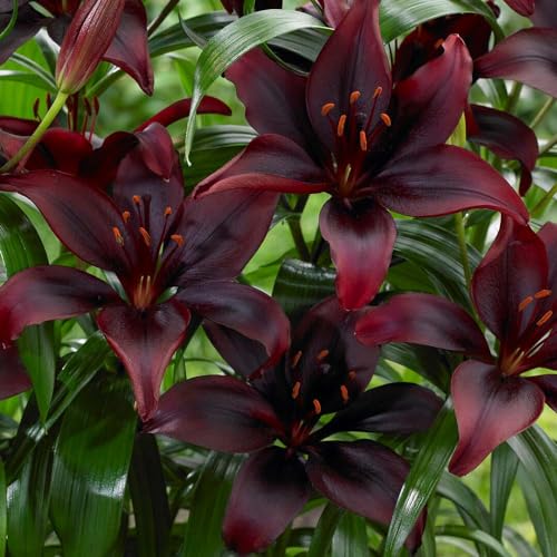10-Pack Dark Red Mapira Asiatic Lily Bulbs