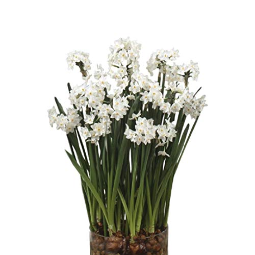 10 Pack Narcissus Paperwhite Bulbs - Fragrant Indoor Flowers