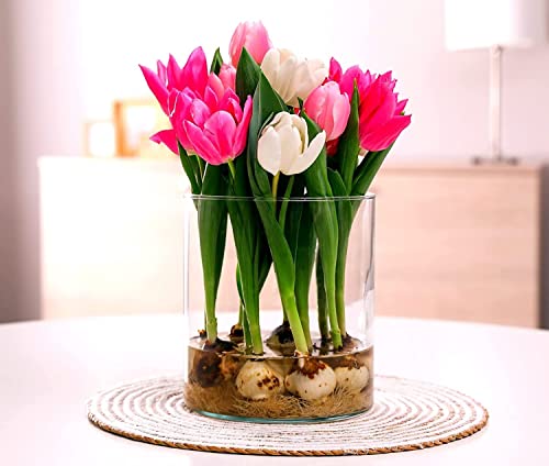 10 Pre Chilled Tulip Bulbs for Forcing