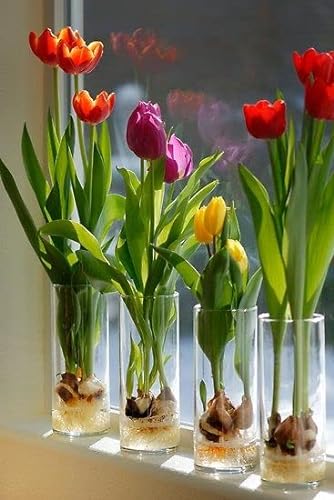 CZ Grain Pre-Chilled Tulip Bulbs - Mixed Color - Grow Indoors in Water