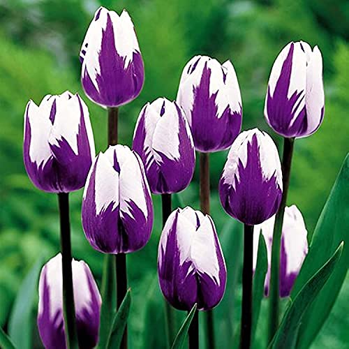 10 Purple and White Tulip Bulbs