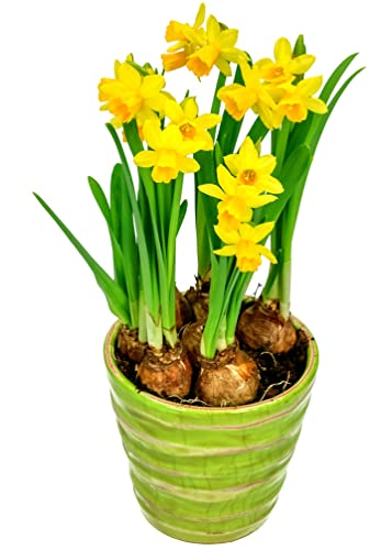 10 Yellow Daffodil Bulbs - Narcissus Large Giant Bulbs