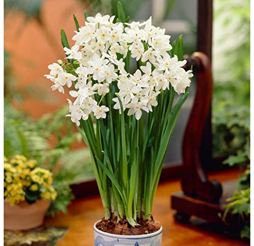 10 Ziva Paperwhites Flower Bulbs