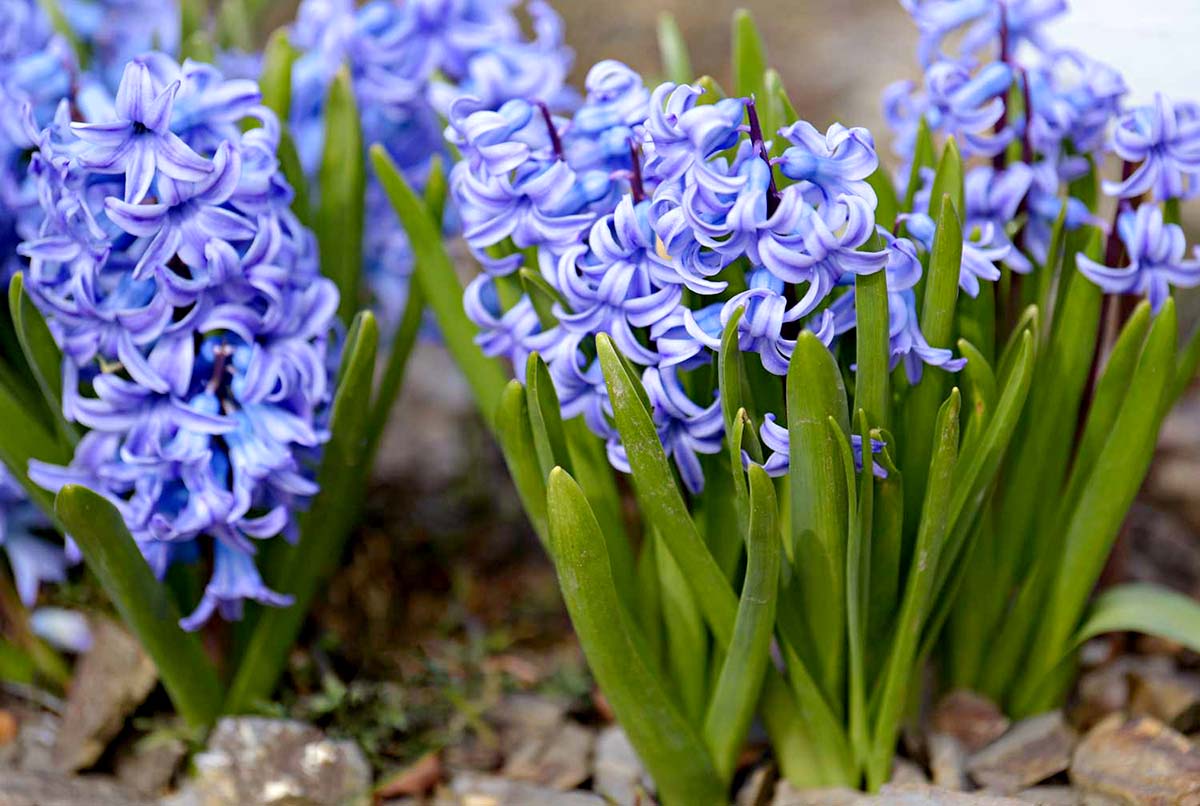 11 Best Deer Resistant Flower Bulbs For 2024