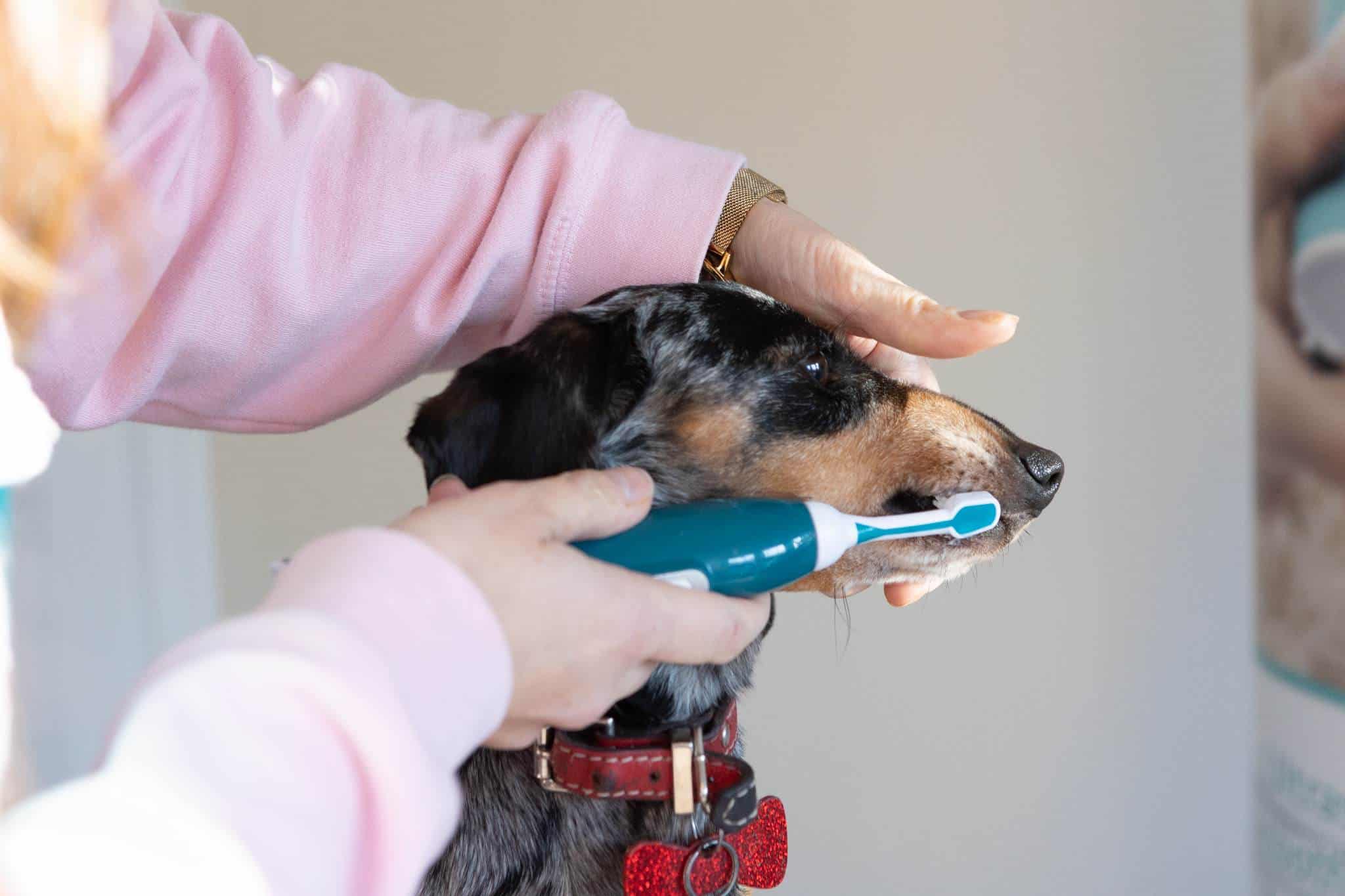12 Amazing Dog Electric Toothbrush For 2024