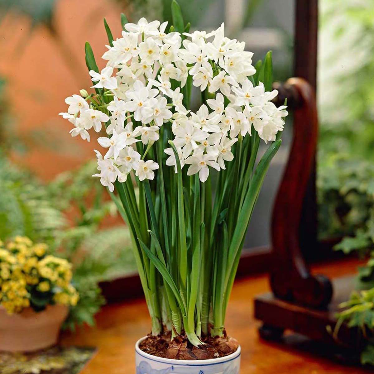 12 Best Paperwhites Flower Bulbs For 2024