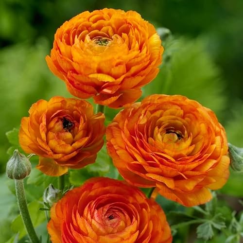 25 Orange Ranunculus Bulbs