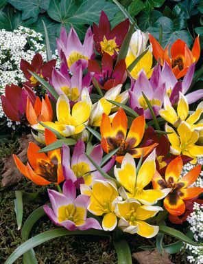35 Deer Resistant Tulips Bulbs