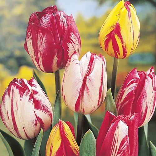 45 Mixed Rembrandt Tulip Bulbs for Planting - Red, Yellow, White Mix