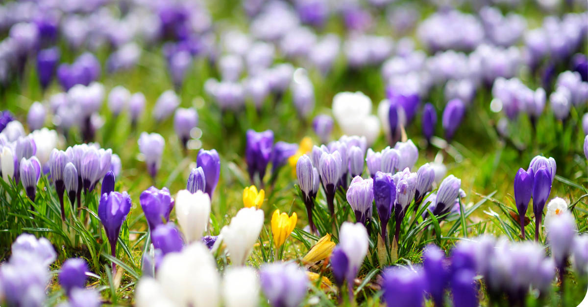 8 Amazing Flower Bulbs For Winter Planting For 2024