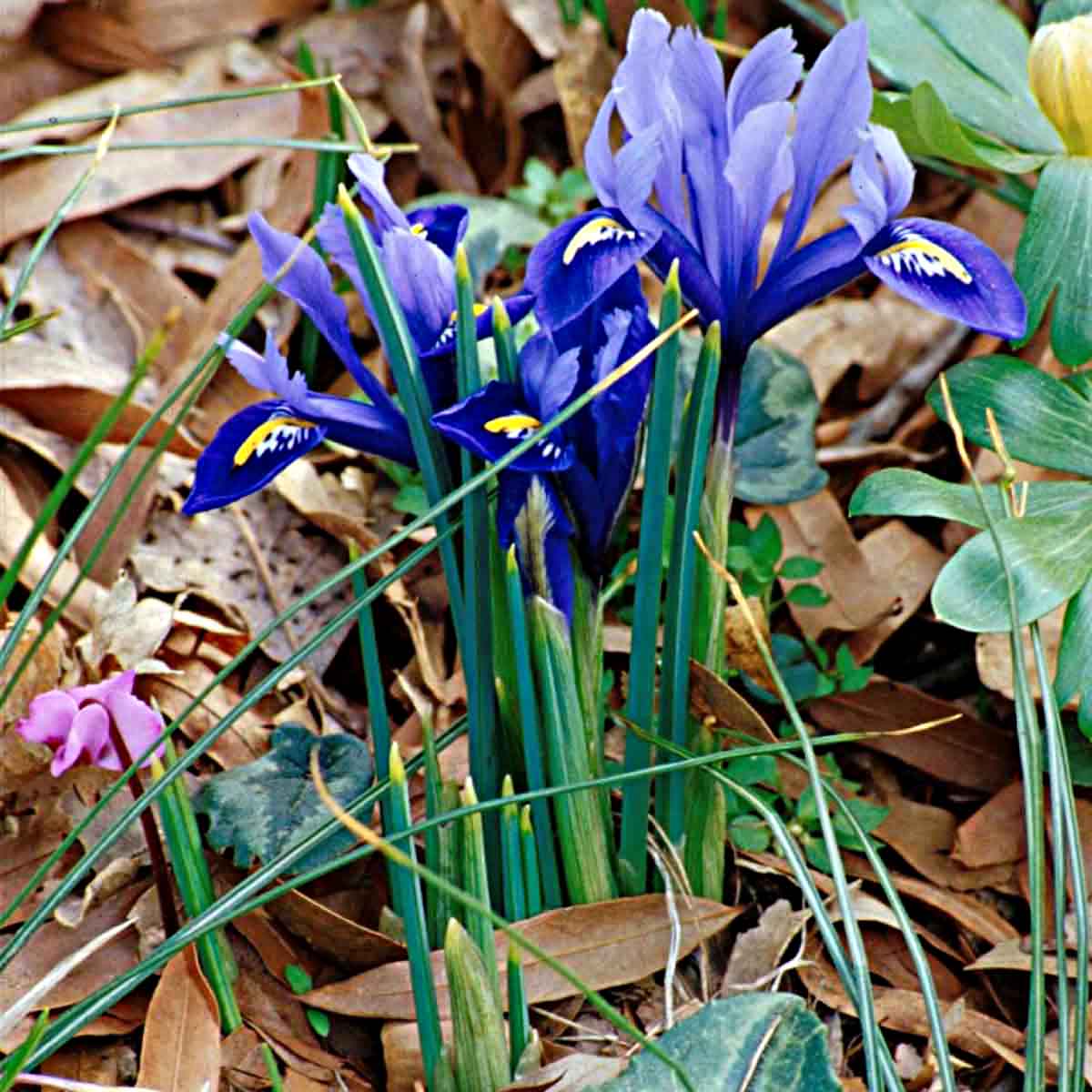 9 Amazing Annual Flower Bulbs For 2024
