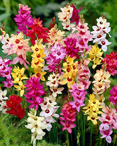 African Corn Lily Mix Bulbs