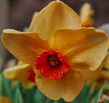 Altruist Daffodils Bulbs