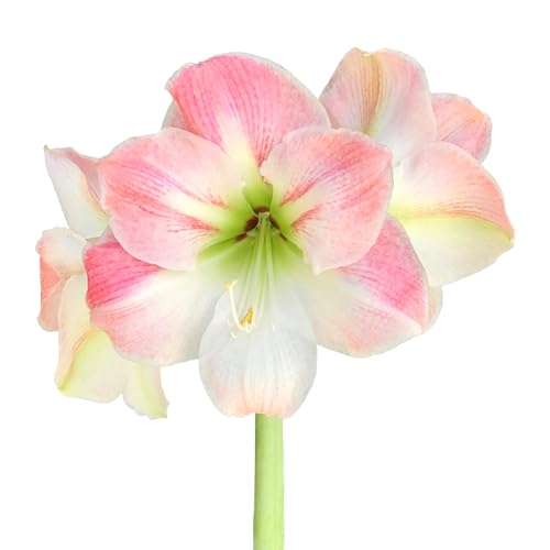 Amaryllis 'Apple Blossom' Plant Bulb