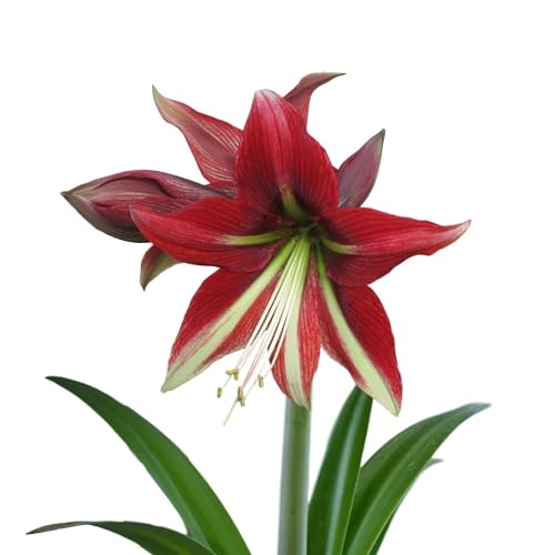 Amaryllis 'Ruby Star' Plant Bulb
