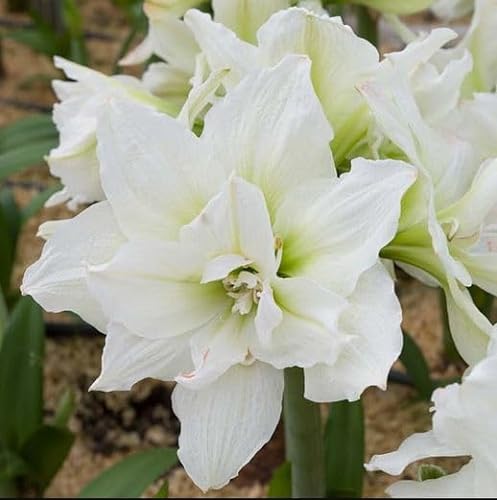 Amaryllis Snow White - Easy to Grow Indoor/Outdoor Flower - Great Holiday Gift