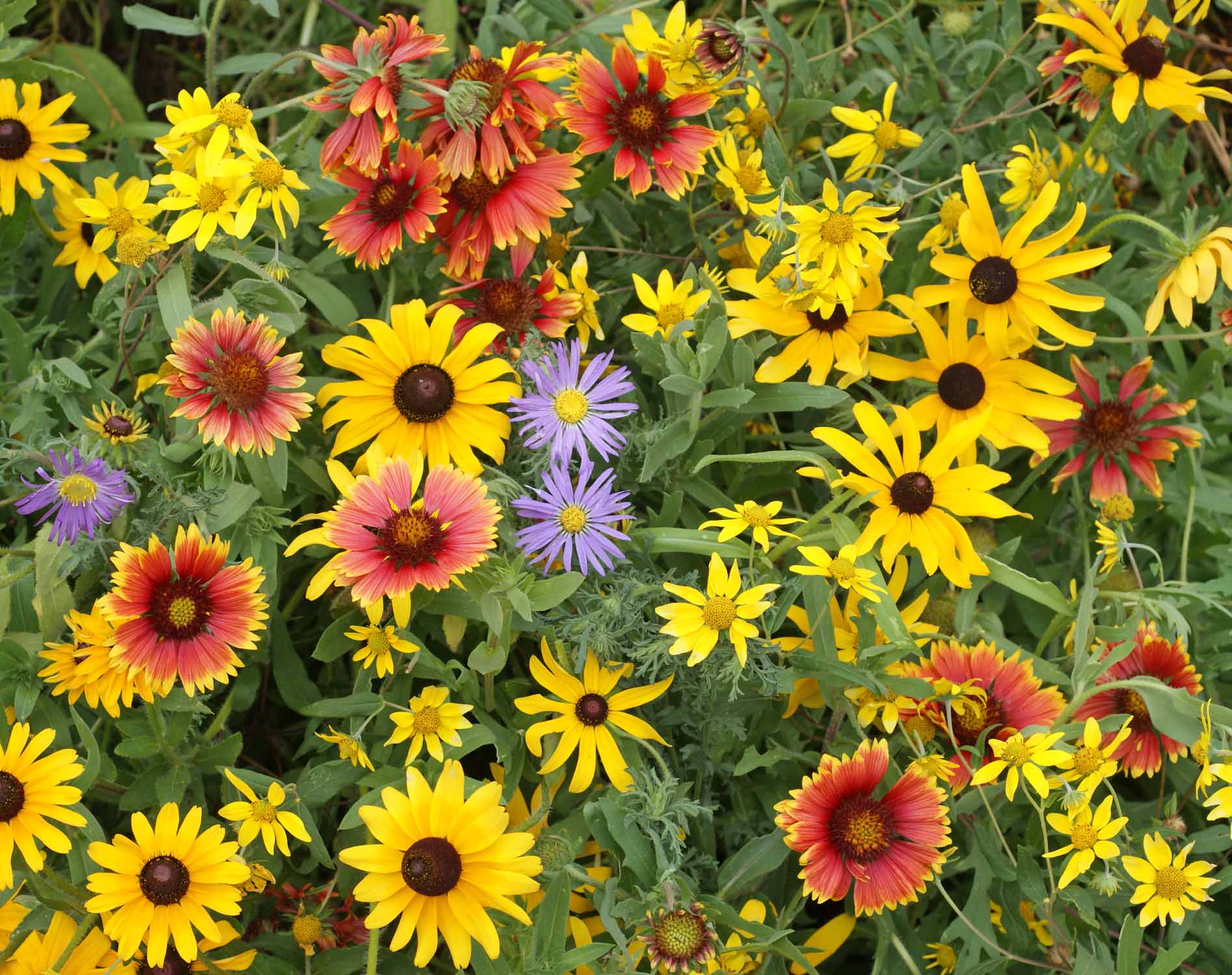 American Seed Wildflower Mix In Sunny Area: How Tall Does It Get