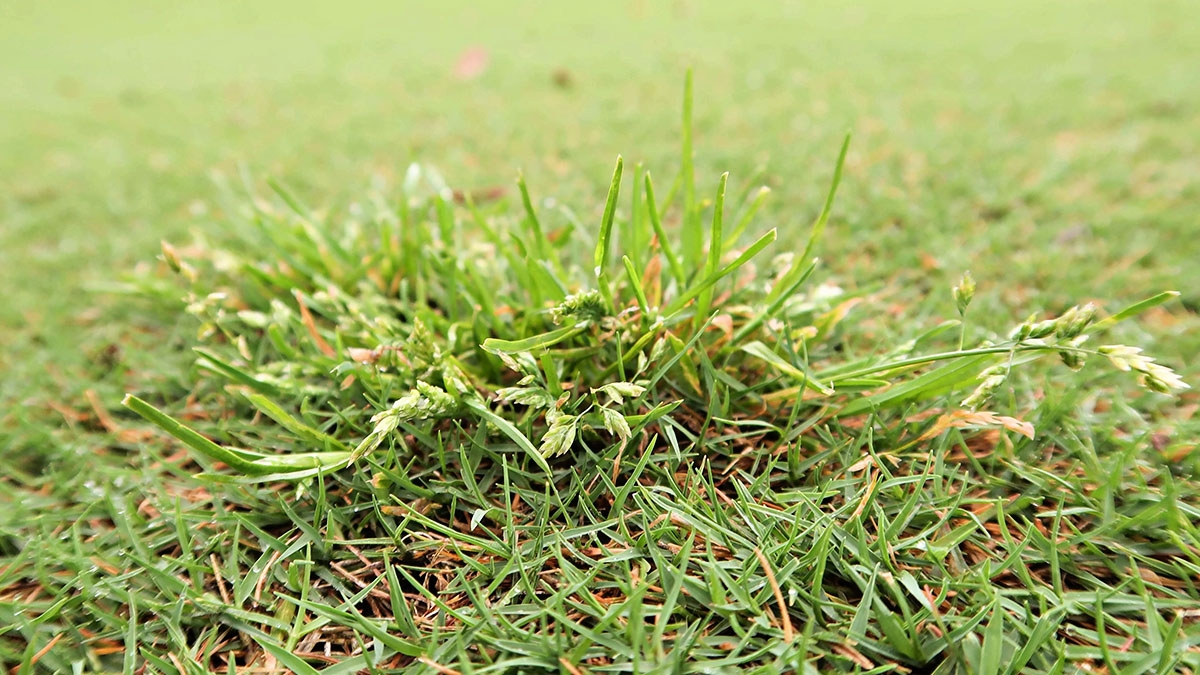 At What Soil Temperature Does Poa Annua Germinate?